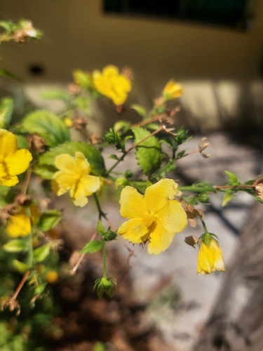 shell flower (Pavonia sepium)