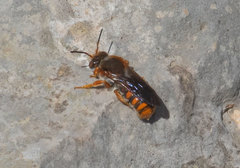 Rhodanthidium sticticum
