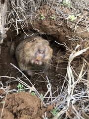 Cratogeomys castanops