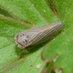 Agallia quadripunctata