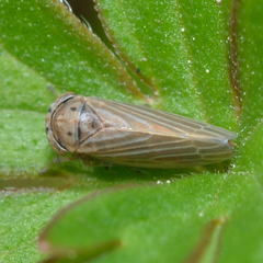 Agallia quadripunctata