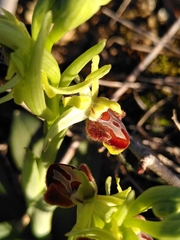 Ophrys sphegodes massiliensis