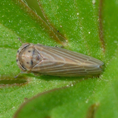 Agallia quadripunctata