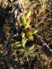 Ophrys sphegodes massiliensis