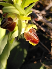 Ophrys sphegodes massiliensis