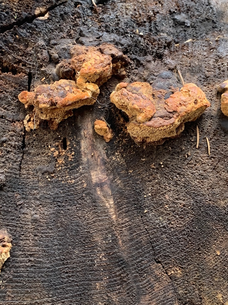 Osmoporus odoratus · April 2026 · photo: © steffen_burkhardt (iNaturalist, cc0)