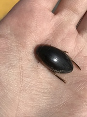 Dytiscus fasciventris