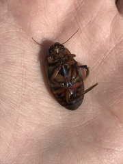 Dytiscus fasciventris