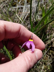 Primula poetica
