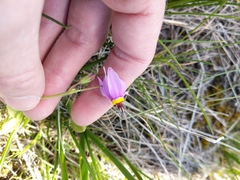 Primula poetica