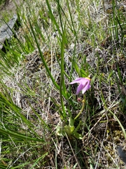 Primula poetica