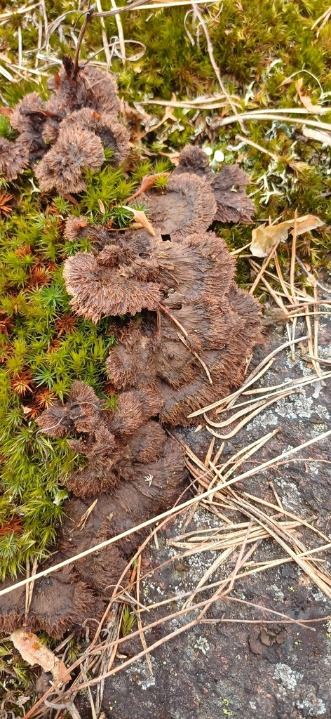 Thelephora terrestris · April 2026 · photo: © mikkohei13 (iNaturalist, cc0)