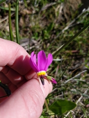 Primula poetica