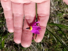 Primula poetica