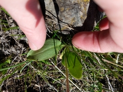 Primula poetica