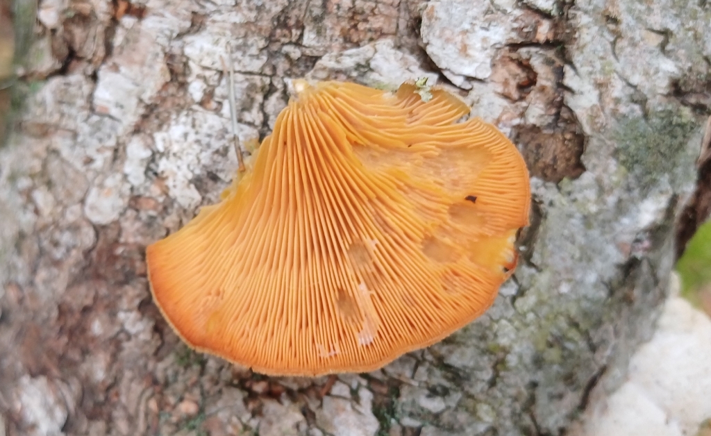 Phyllotopsis nidulans · April 2026 · photo: © mikkohei13 (iNaturalist, cc0)
