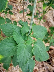Leonotis nepetifolia nepetifolia