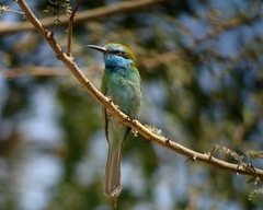 Merops cyanophrys