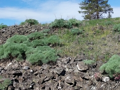 Lomatium columbianum