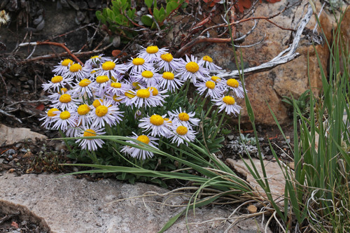 Uinta Mountain fleabane (Erigeron goodrichii)