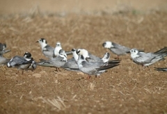 Chlidonias leucopterus