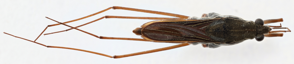 Gerris insperatus