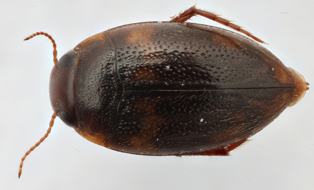 Neoporus striatopunctatus