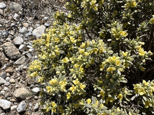 Silvery Spurge Flax (Thymelaea tarton)