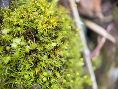 Oeder's Apple-moss (Plagiopus oederianus)