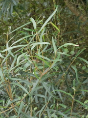 Nestegis montana