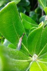Raphidiidae