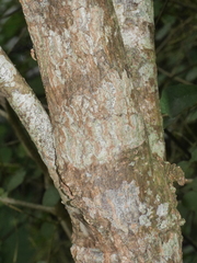 Nestegis montana