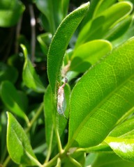 Raphidiidae