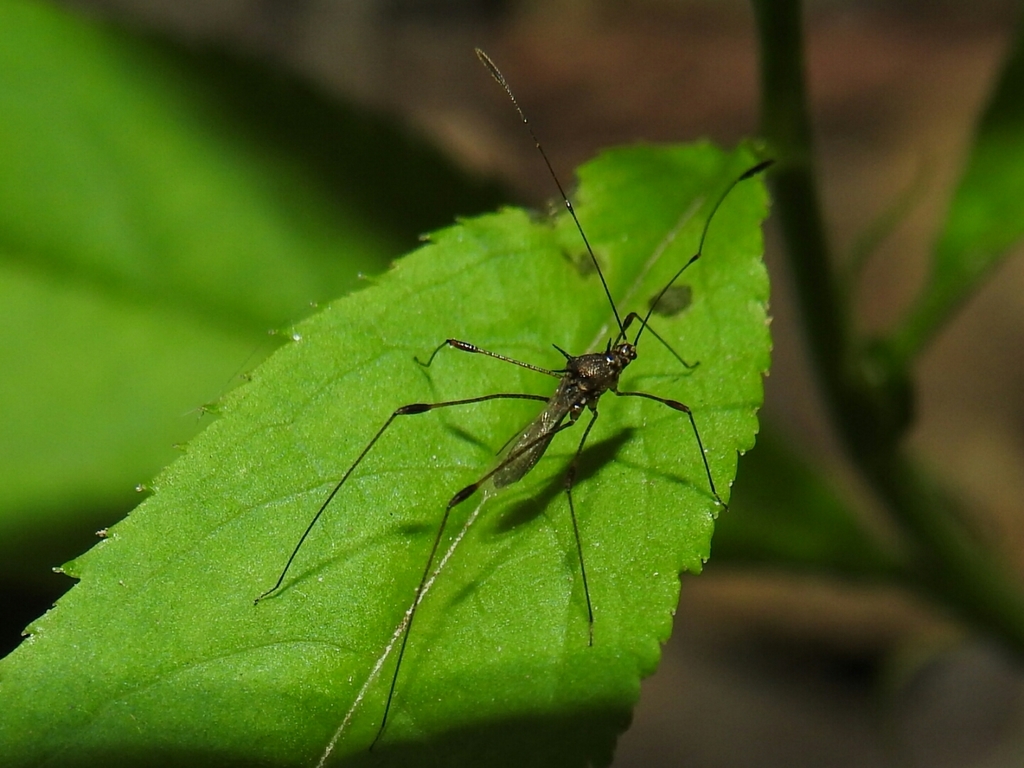Parajalysus