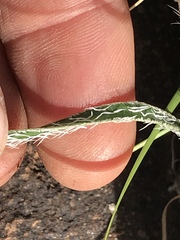 Gethyllis longistyla