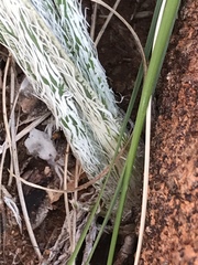 Gethyllis longistyla