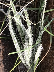 Gethyllis longistyla