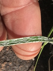 Gethyllis longistyla