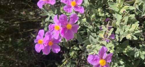 Avistamiento Cistus albidus