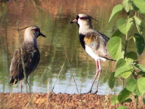 Southern Lapwing