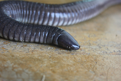 Dermophis mexicanus