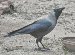 Corvus splendens