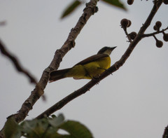 Myiozetetes granadensis