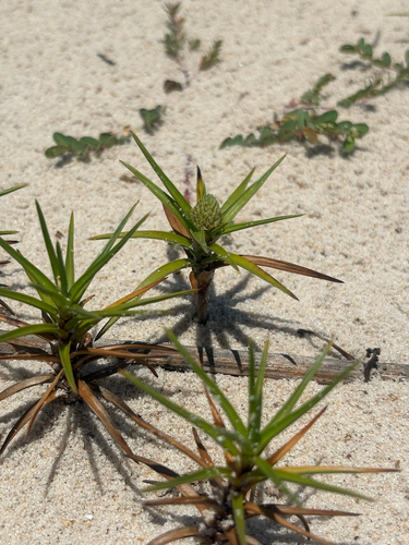 Beachstar