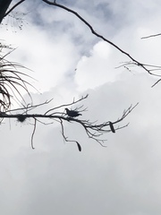 Patagioenas