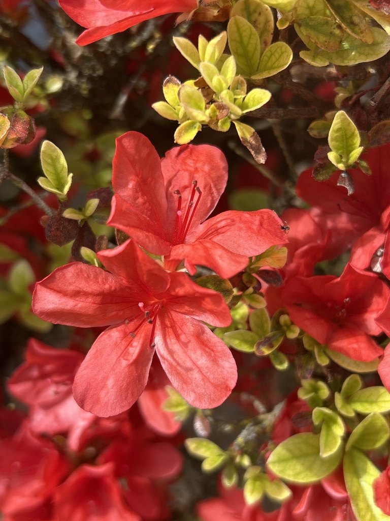 Azalea