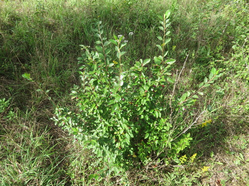 Blizgantysis kaulenis nuotrauka