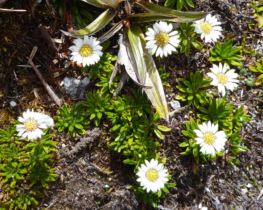 Pappochroma stellatum