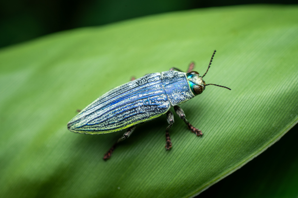 Chrysodema eximia