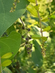 Dioscorea megalantha